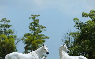 玻璃钢仿真白马雕塑——动物园草地装饰大型雕塑
